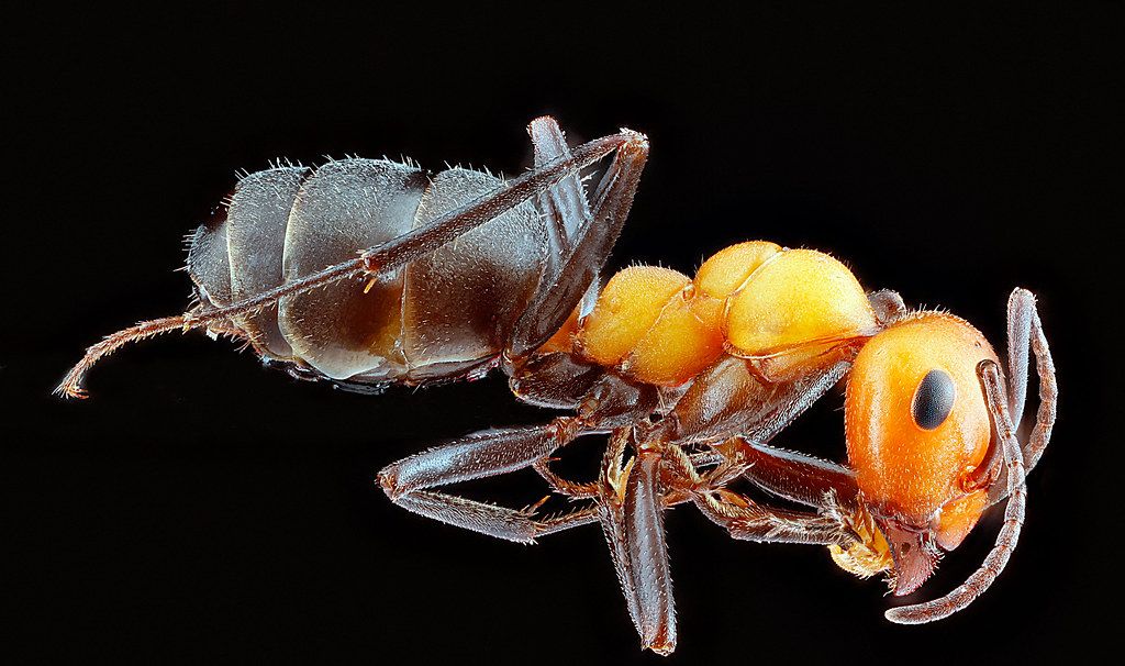 Ant Control service in Temple, TX