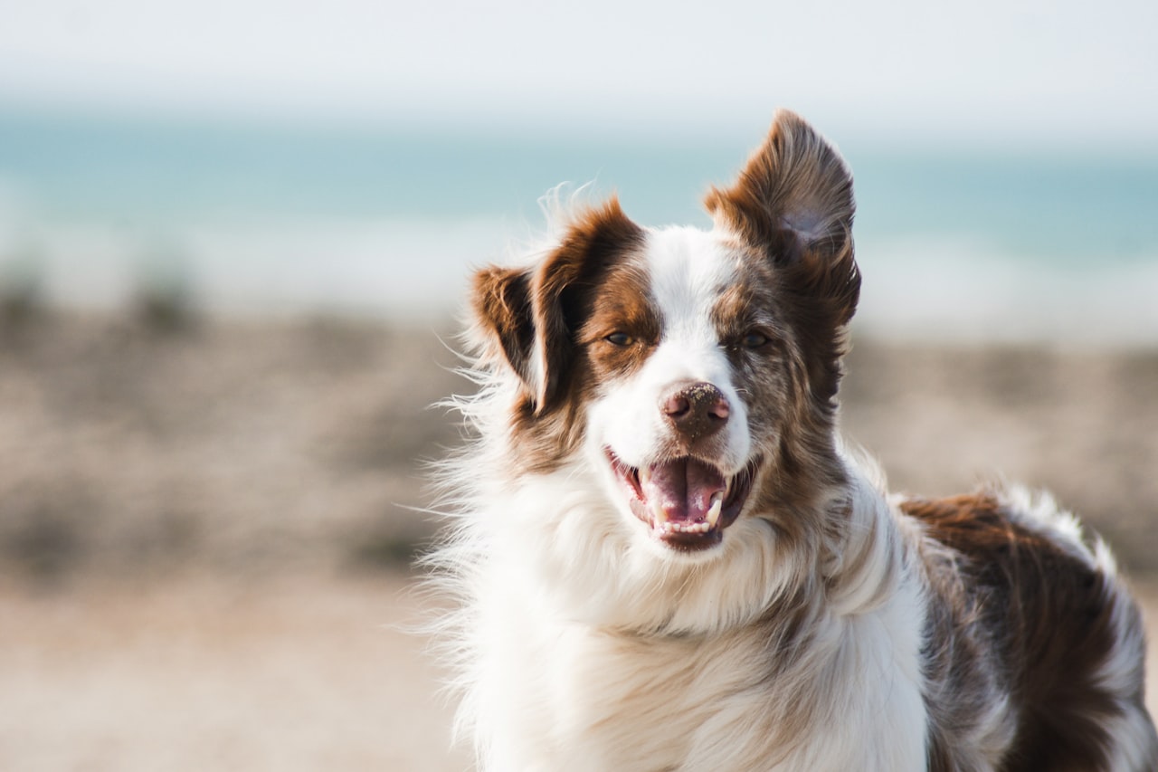 Flea & Tick Control service in Temple, TX