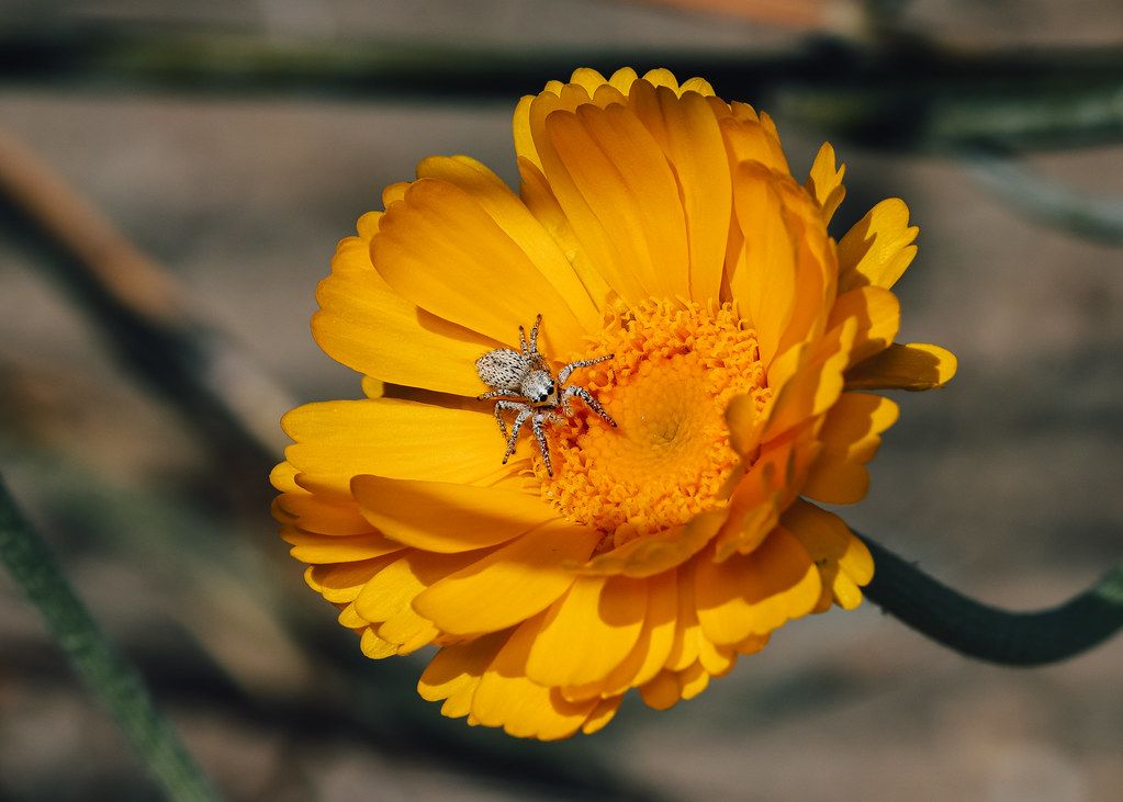 Spider Control service in Temple, TX